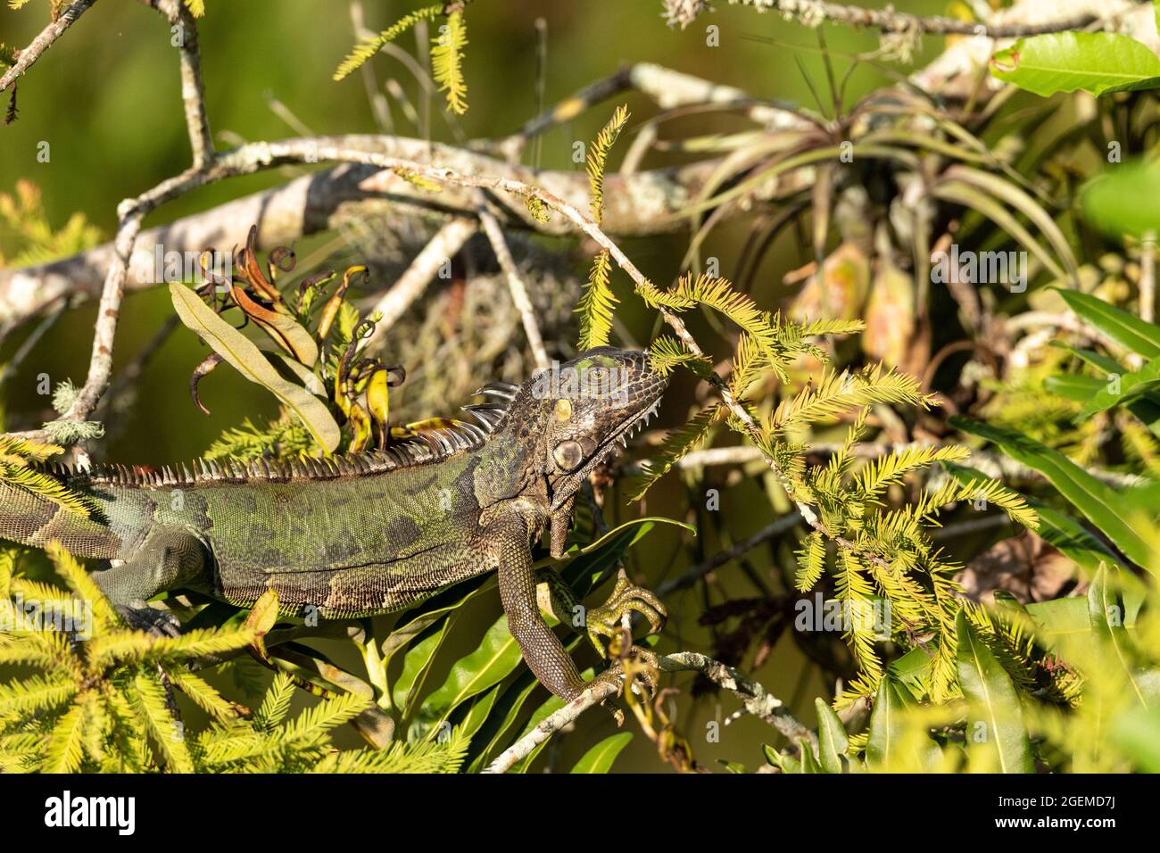 Le lézard vert d'Iguana s'appelle également Iguana iguana se suns dans un arbre à Naples, Floride Banque D'Images