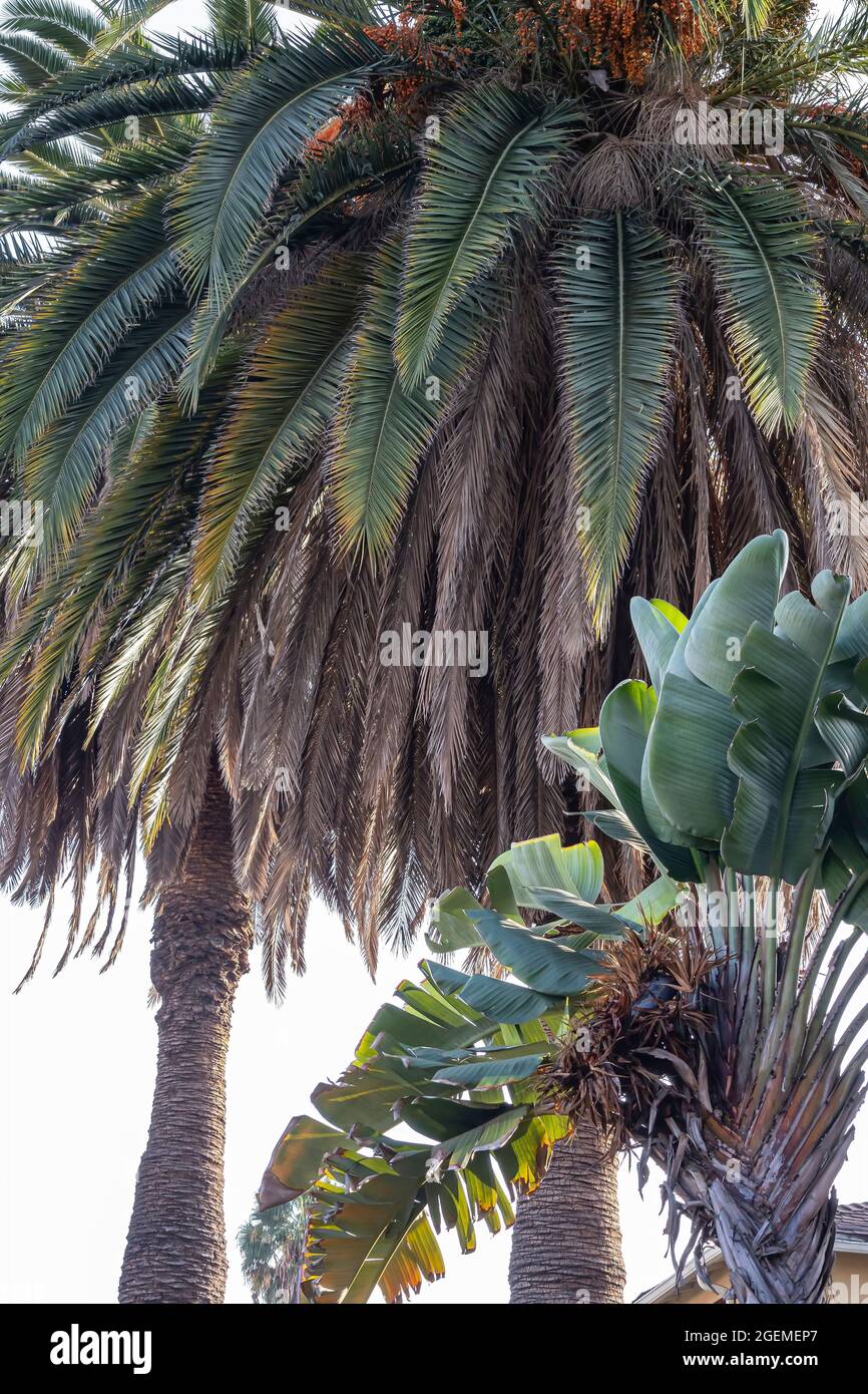 plusieurs types différents de palmiers poussant dans un jardin en californie avec des façades de
