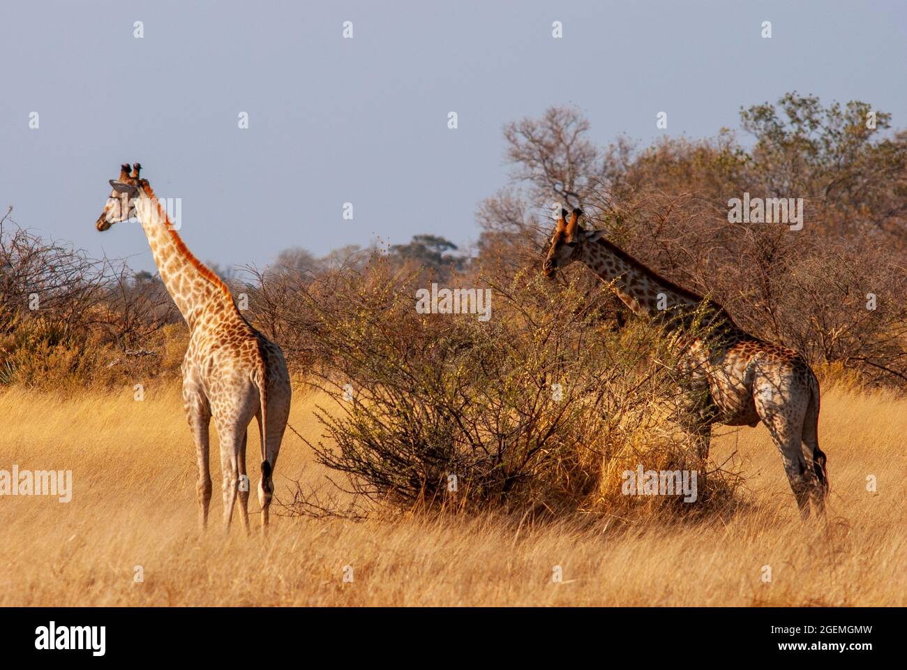 Girafes à la réserve de Moremi, Botswana Banque D'Images