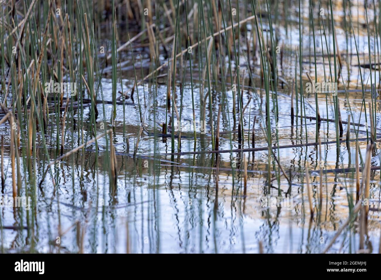 Le bord d'un lac calme avec de l'herbe de réedy mince qui pousse hors de l'eau Banque D'Images