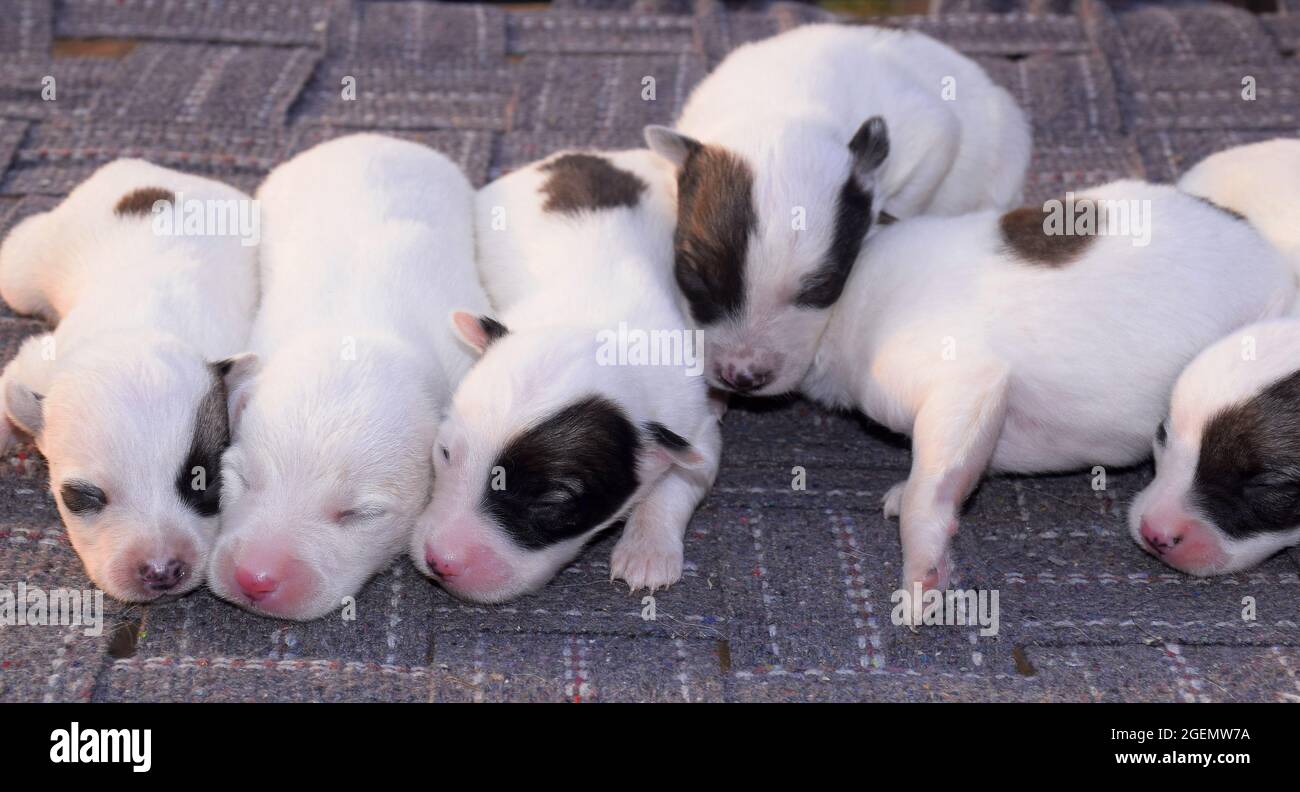 Chiot Berger Suisse Blanc Tout En Se Relaxant Au Soleil Du Matin Photo Stock Alamy