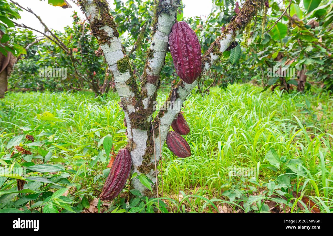 Cacao ou cacao (Theobroma cacao) avec fruits, réserve naturelle de Cuyabeno, forêt amazonienne, Equateur. Banque D'Images