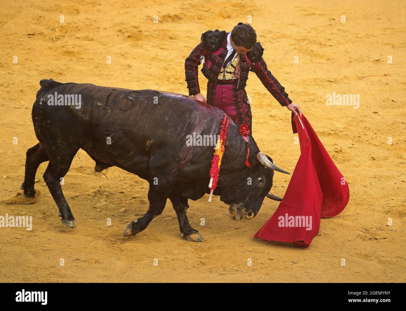 Malaga Espagne 21 Aout 21 Le Corrida Espagnol Juan Ortega Effectue Un Passage A Un Taureau Lors D Un Combat De Picassiana Sur Le Arene De La Malagueta La Corrida Revient