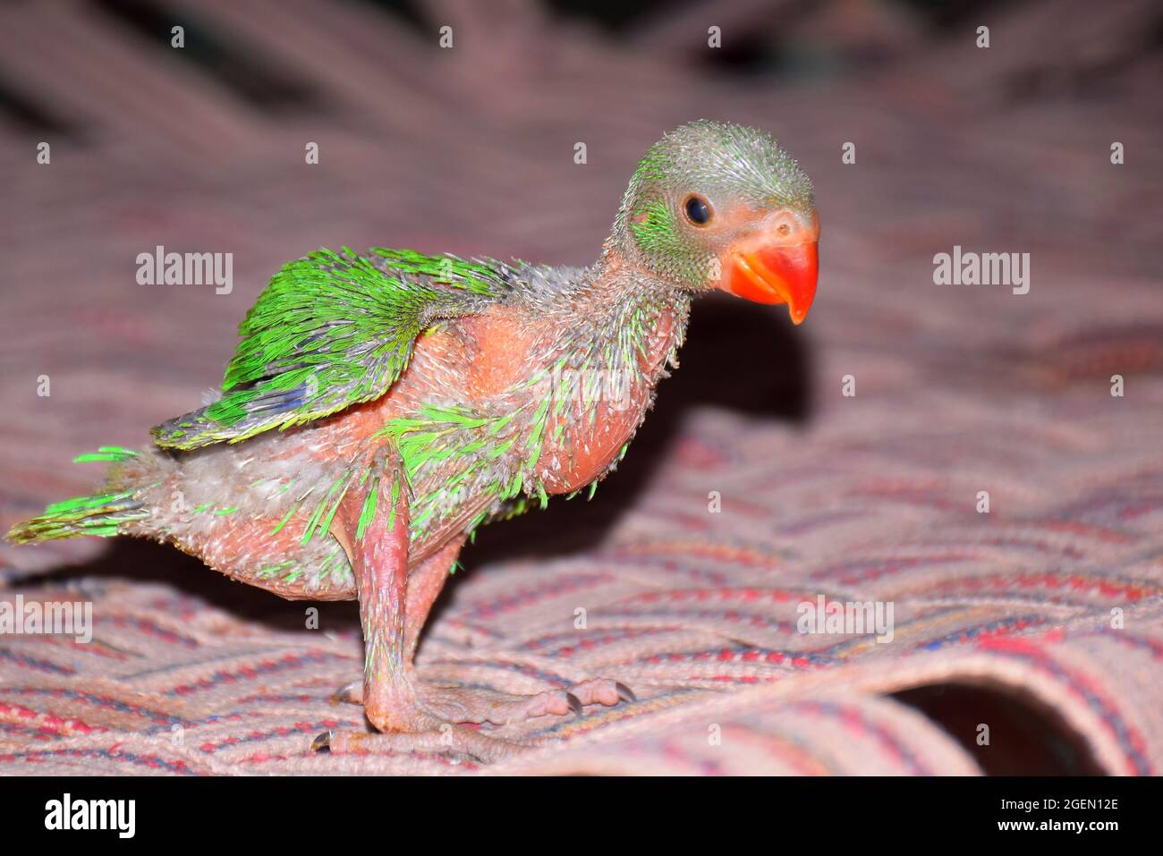 Bebes Perroquets Banque D Image Et Photos Alamy Bebes Perroquets Banque D Image Et Photos Alamy