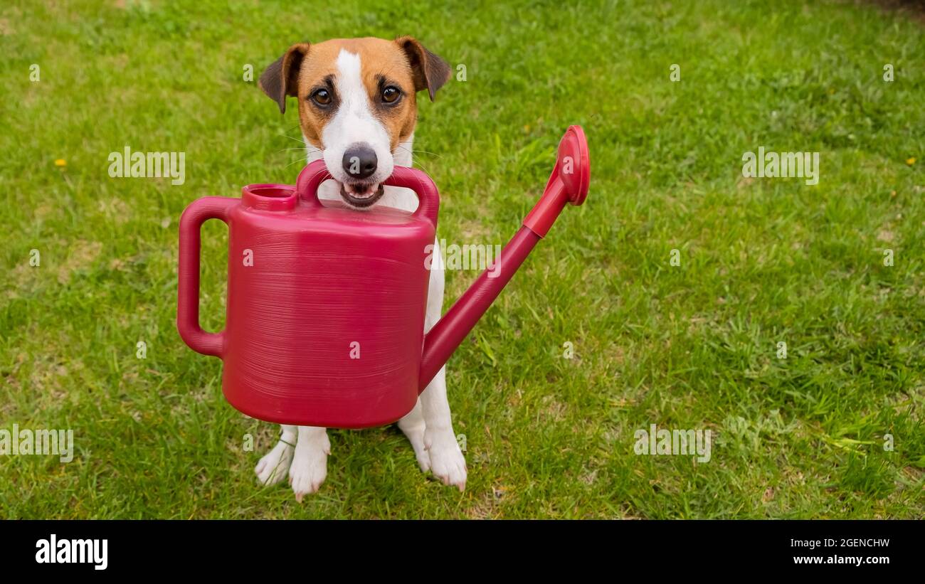 Le chien Jack Russell Terrier est debout sur la pelouse et tient un arrosoir Banque D'Images