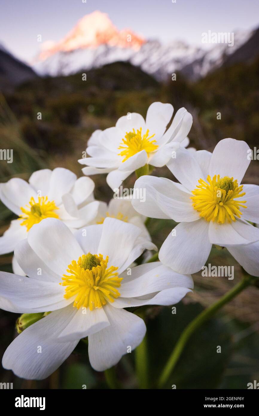 Buttercups de Mount Cook (ranunculus lyallii), Hooker Valley Banque D'Images