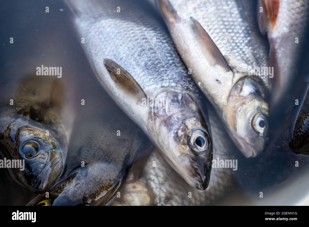 Le poisson frais pêché se trouve dans un seau d'eau. Vue de dessus. Banque D'Images