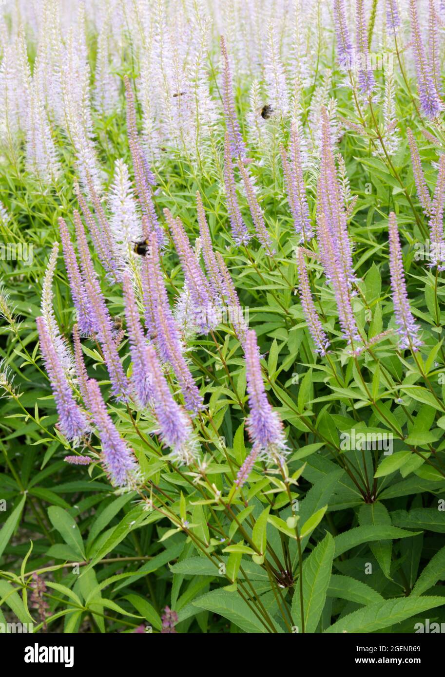 Fleurs d'été rose pâle de Veronicastrum virginicum également connu sous le nom de Culver's Root UK July Banque D'Images