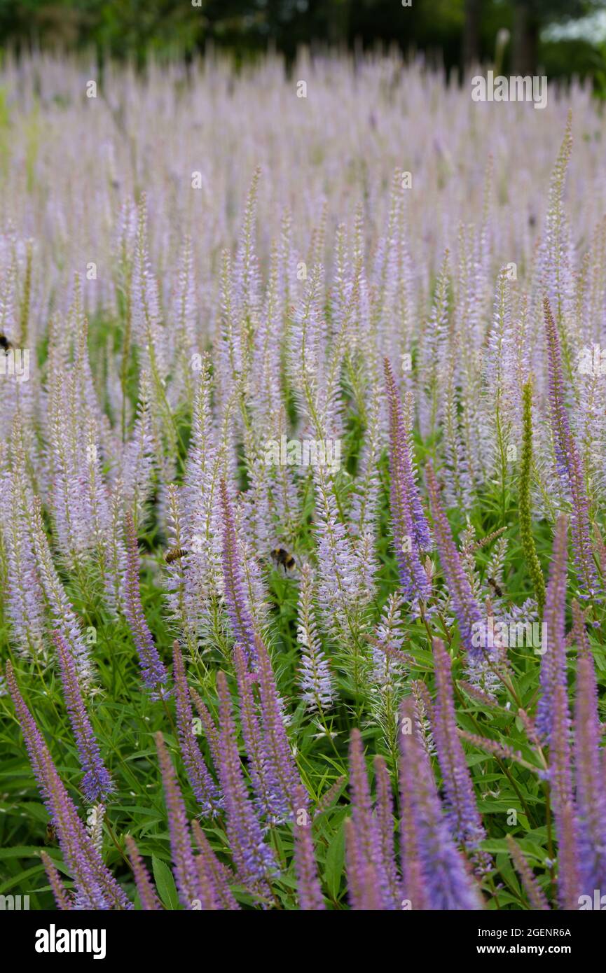 Fleurs d'été rose pâle de Veronicastrum virginicum également connu sous le nom de Culver's Root UK July Banque D'Images