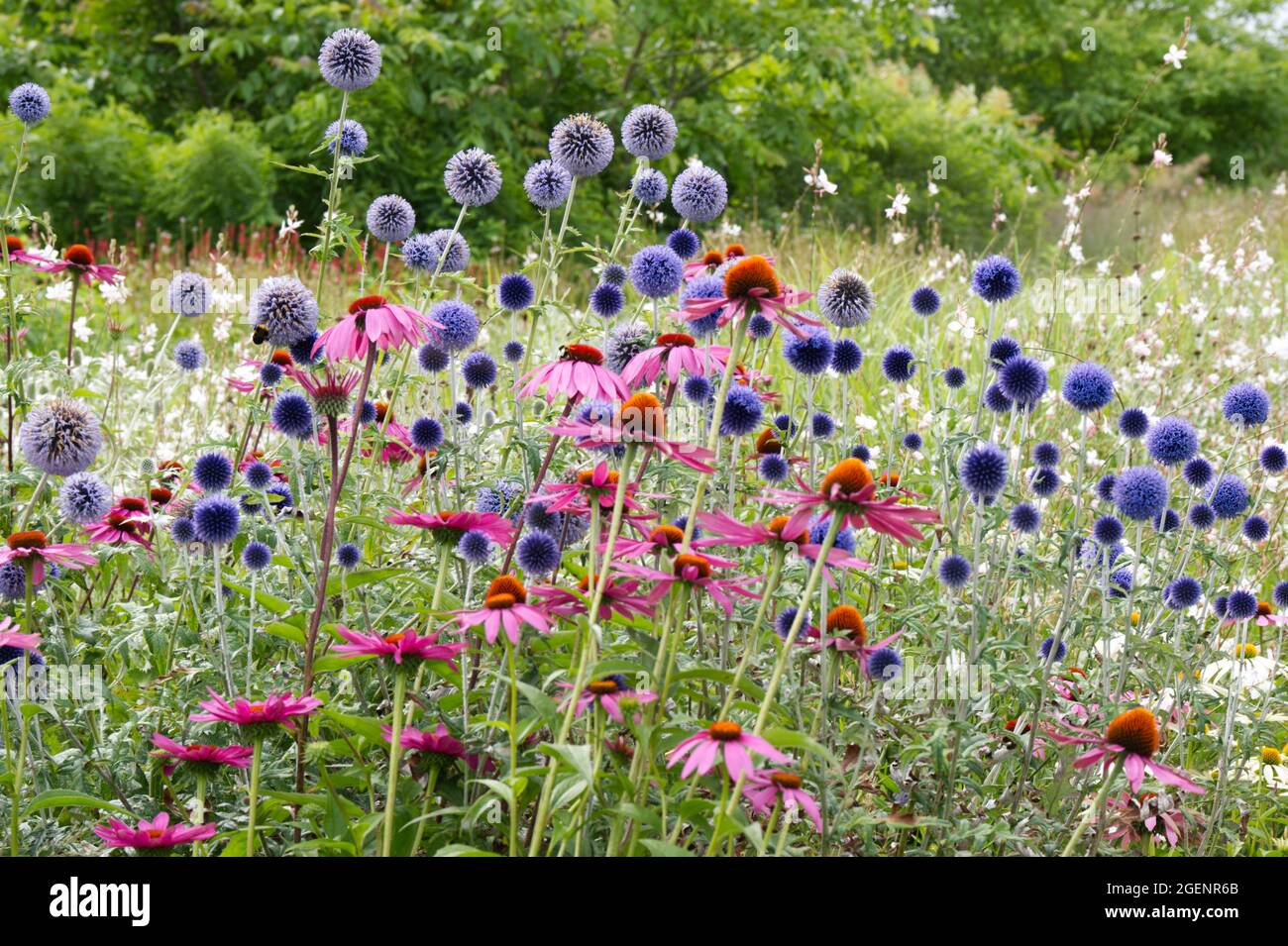 Fleurs d'Echinacea et d'Echinops bannaticus dans le jardin d'été britannique frontière juillet Banque D'Images