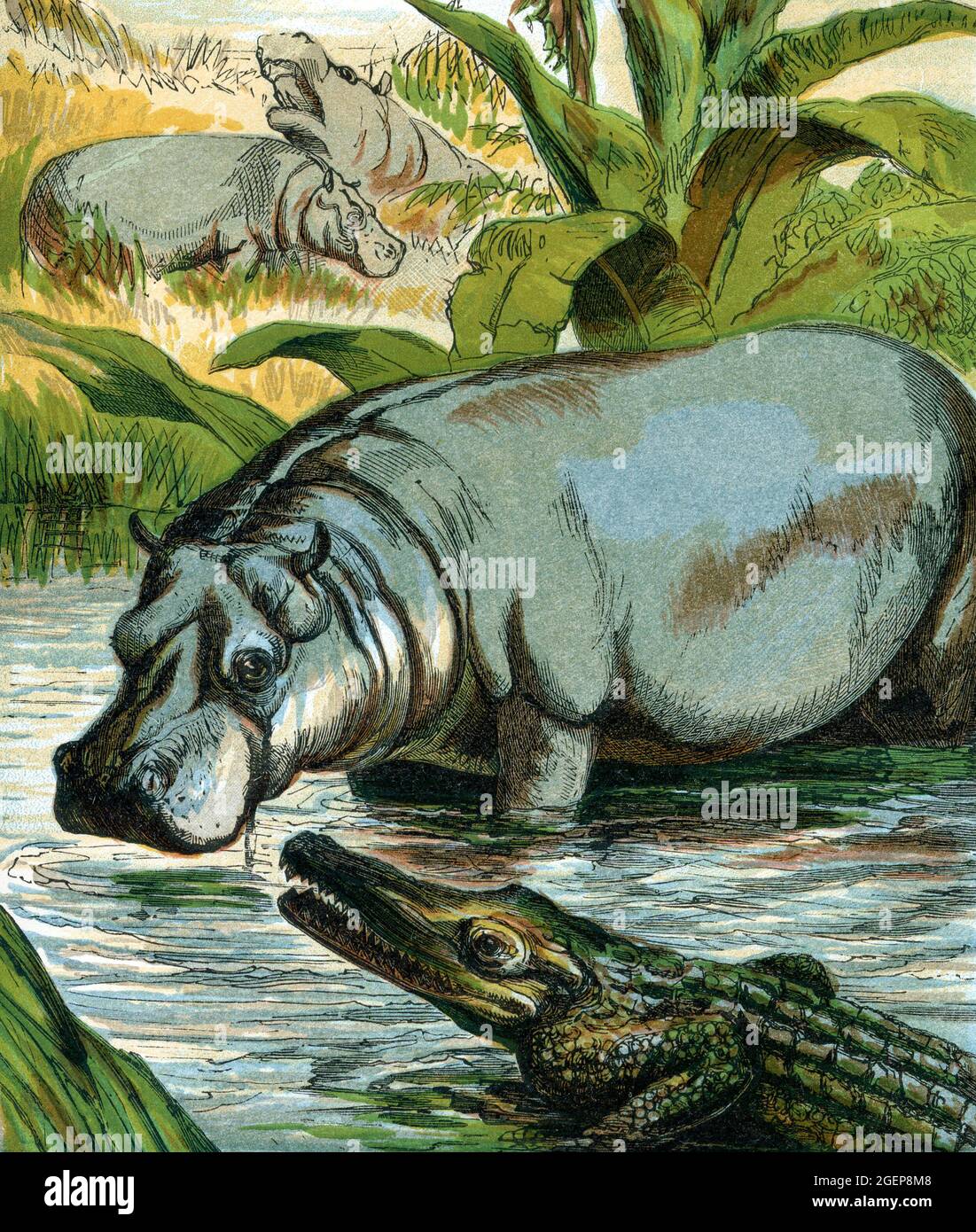 Hippopotame Crocodile couleur Illustration 19e siècle époque victorienne dessin Banque D'Images