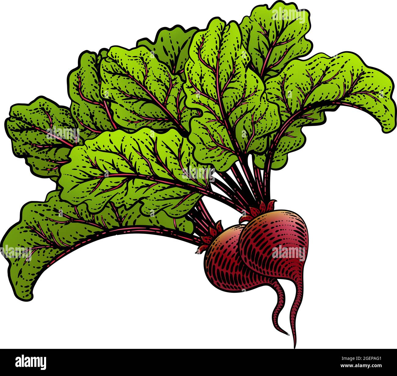 Betteraves Beetroot Illustration de la coupe de bois de légumes Illustration de Vecteur
