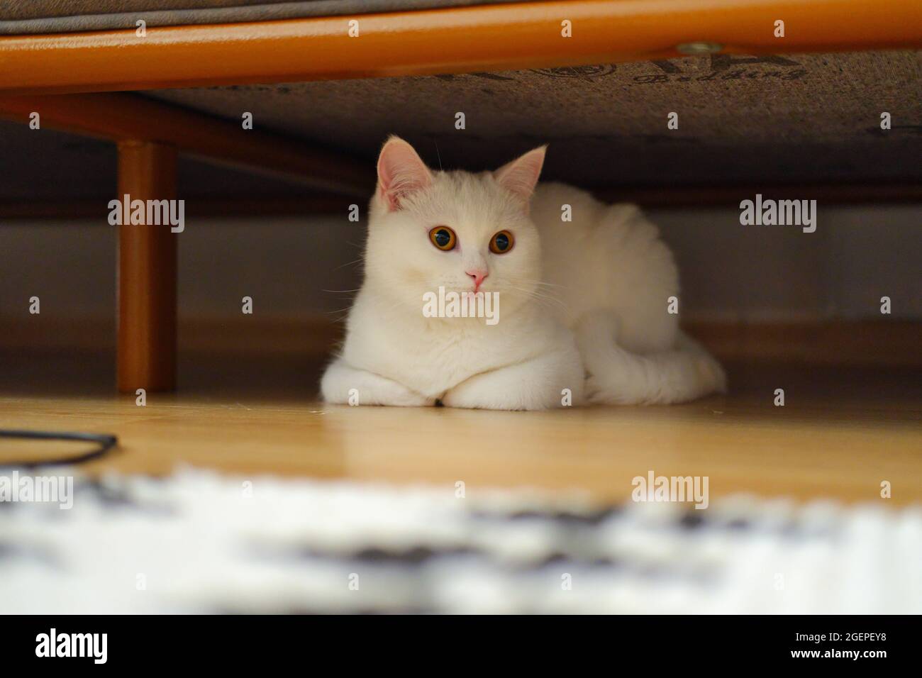 Petit chat britannique blanc pur à cheveux intérieur sous canapé Banque D'Images