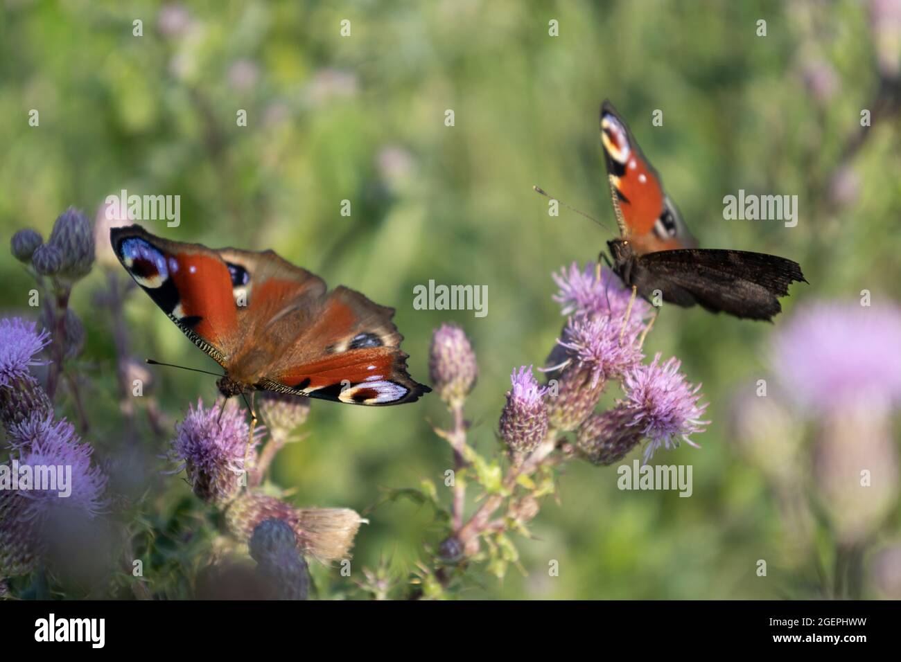 Papillon à paon (Aglais io) sur chardon (Cirsium arvense) Banque D'Images