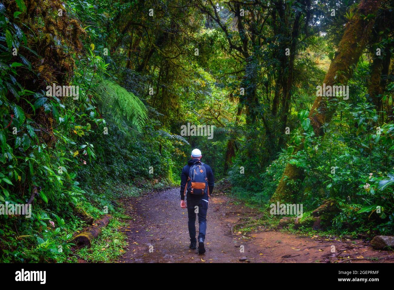 Promenade touristique dans la jungle de la Forêt de nuages de Monteverde, Costa Rica Banque D'Images