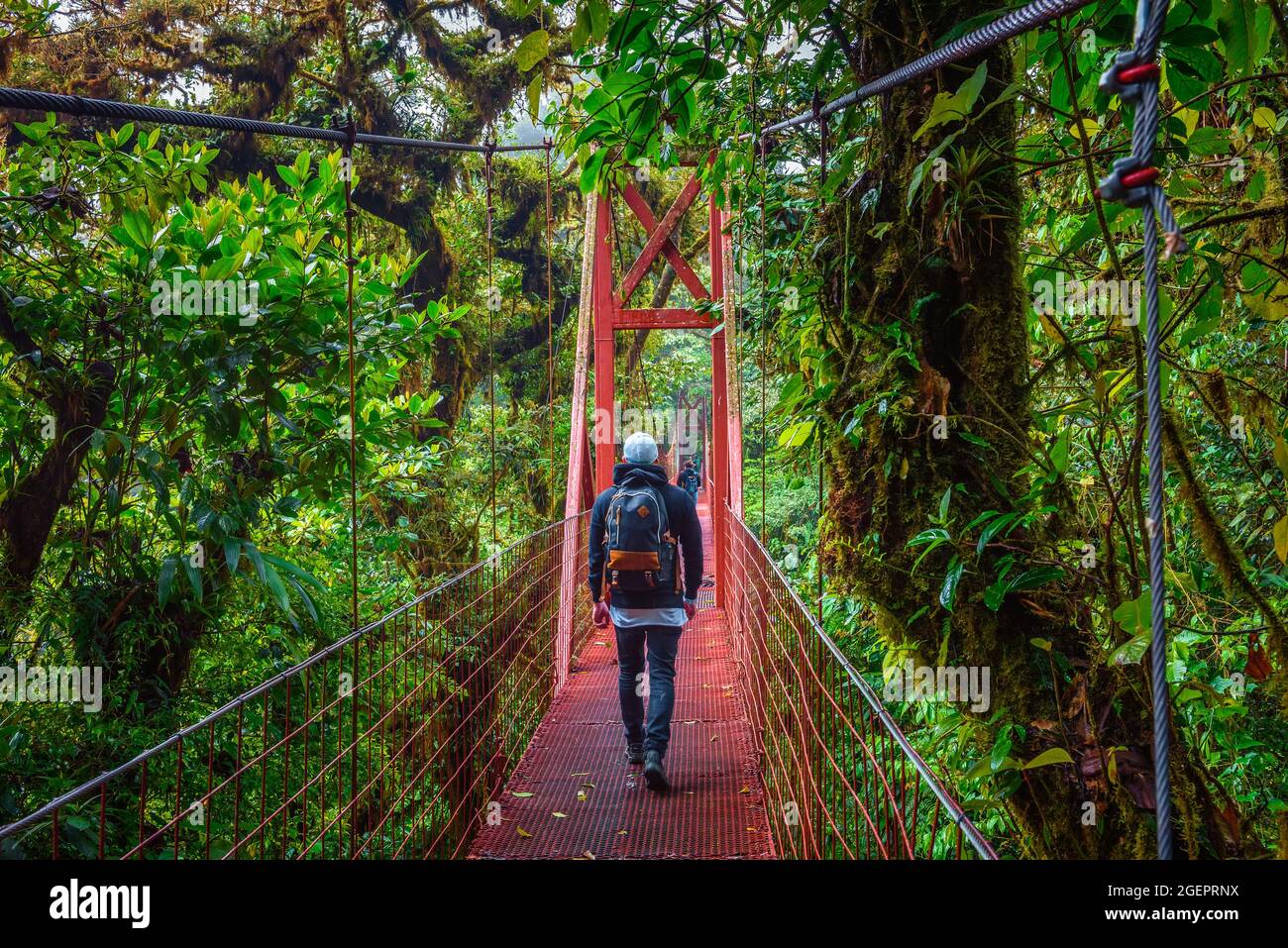 Promenade touristique sur un pont suspendu dans la forêt de nuages de Monteverde, Costa Rica Banque D'Images