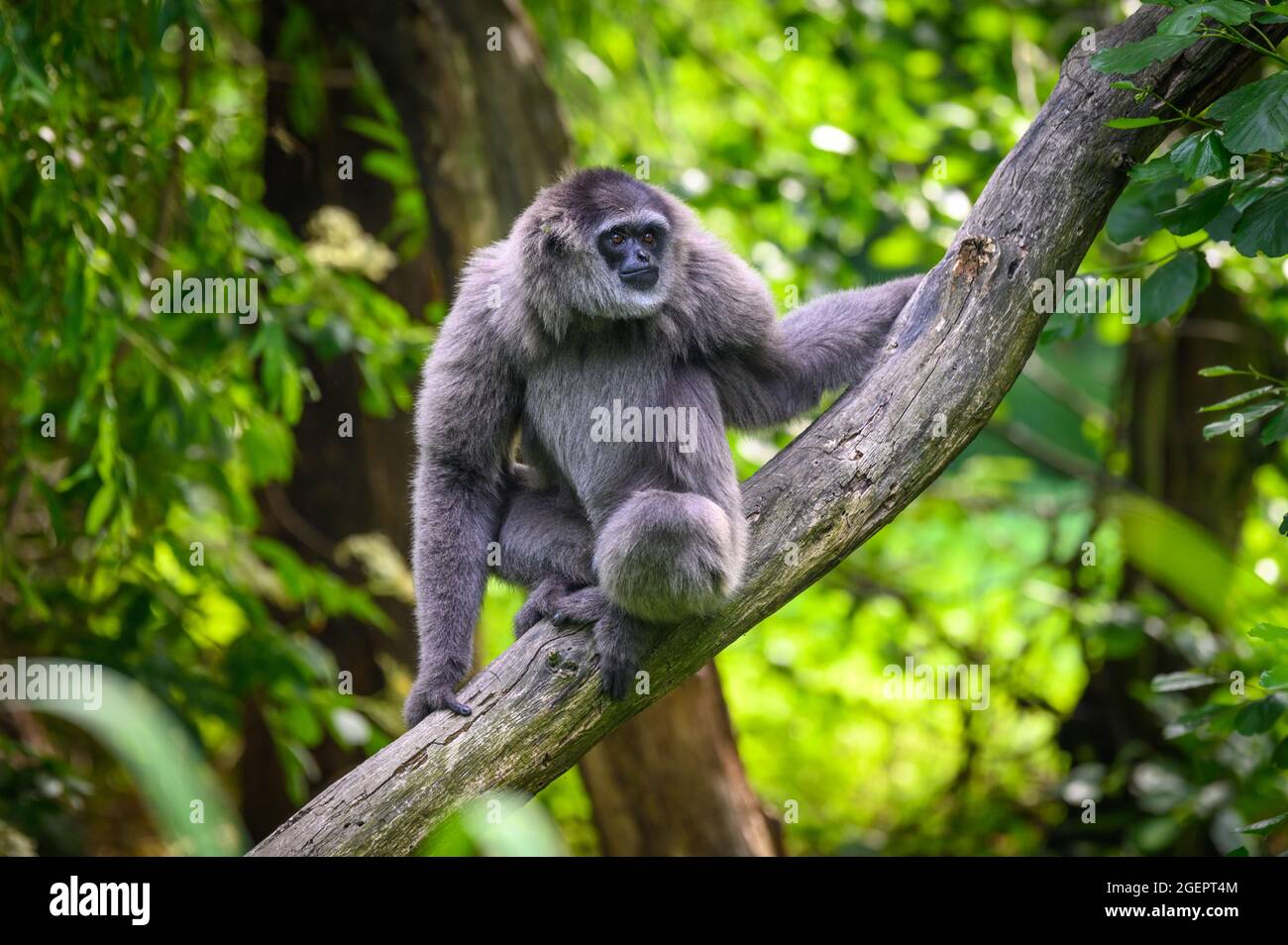 Portrait d'un gibbon argenté assis sur une branche Banque D'Images Portrait d'un gibbon argenté assis sur une branche Banque D'Images