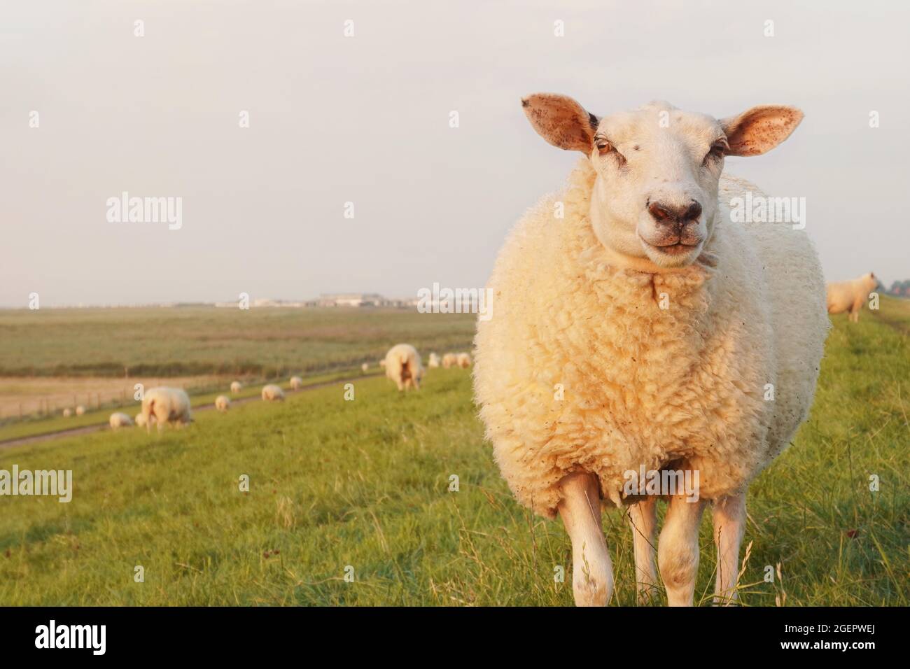 Moutons sur la digue. Côte de la mer du Nord en Basse-Saxe, Allemagne. Bétail au coucher du soleil en été, espace de copie. Banque D'Images