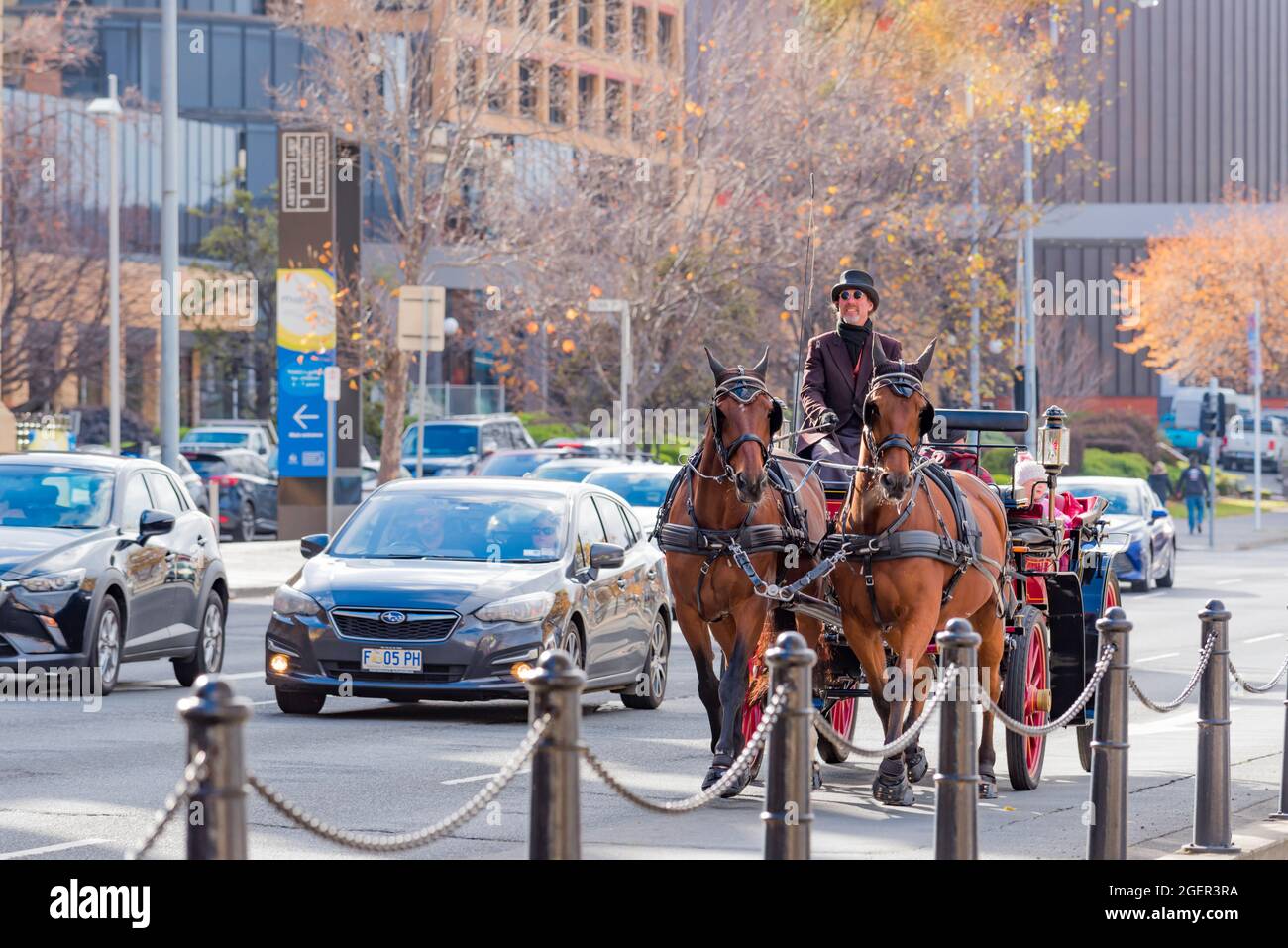 Une calèche, qui montre les touristes autour de la ville, se mélange facilement avec la circulation dans le centre de Hobart, Tasmanie, Australie Banque D'Images