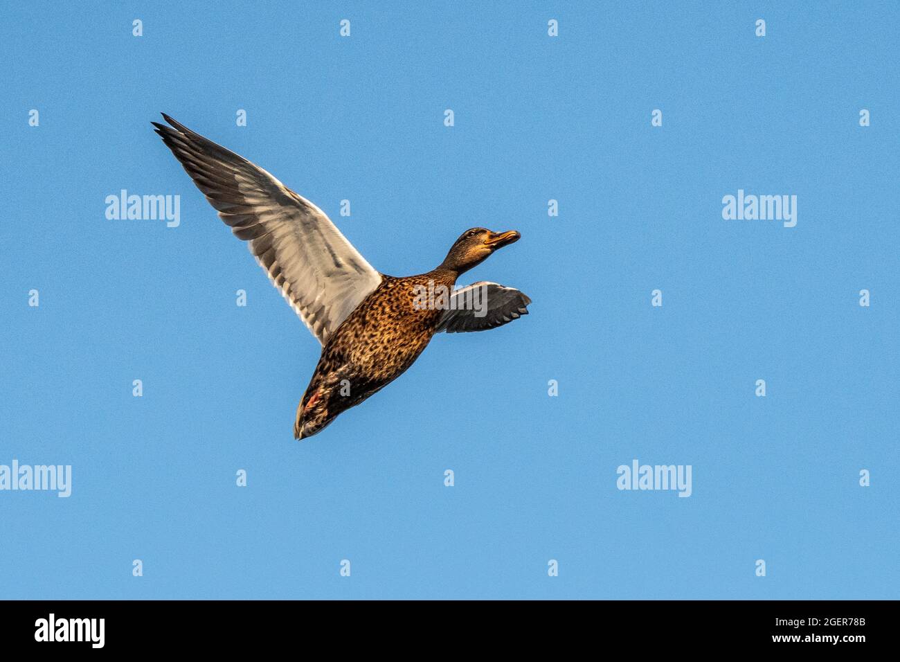 Une pallard femelle (Anas platyrhynchos) avec ses ailes s'étend en volant pendant une journée d'été ensoleillée. Banque D'Images
