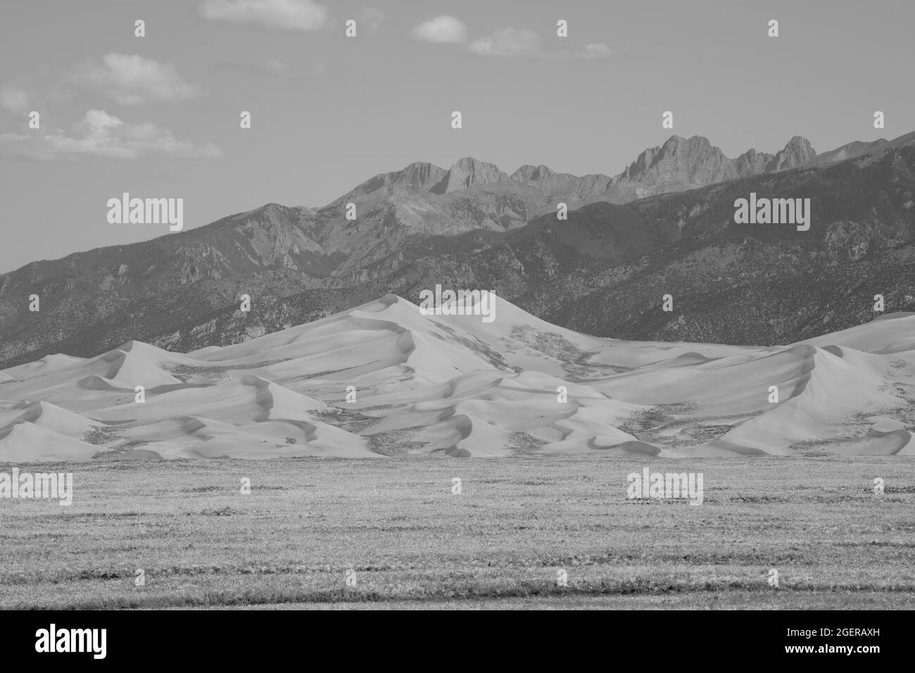 Colorado, San Luis Valley, parc national de Great Sand Dunes. Champs de tournesols sauvages devant de grandes dunes de sable allant jusqu'à 750 pieds de hauteur avec le Banque D'Images