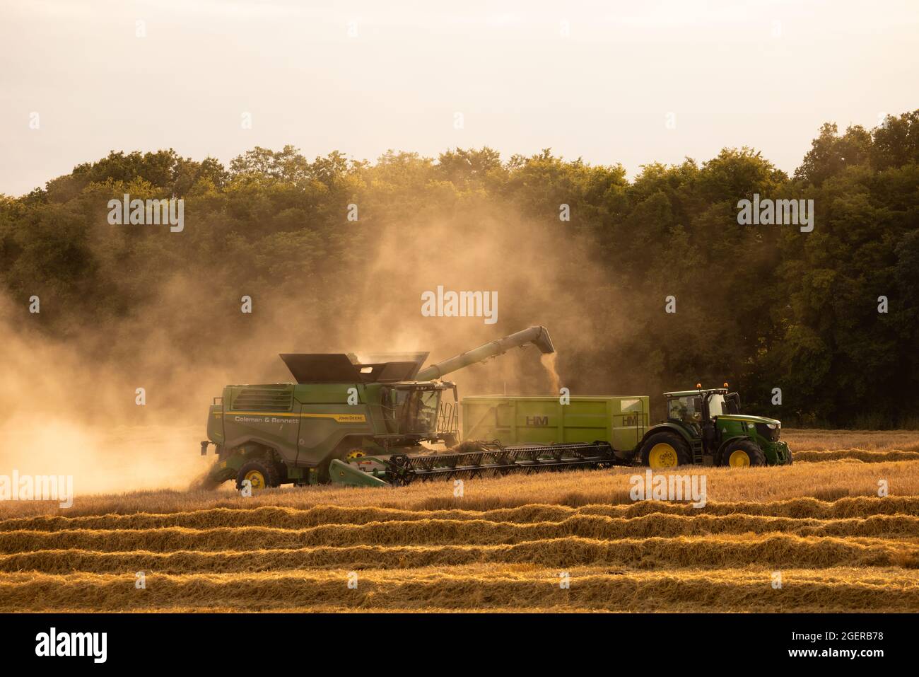 Moissonneuse-batteuse et tracteur avec remorque pour la récolte d'orge et l'agitation de gros nuages de poussière de récolte en début de soirée. ROYAUME-UNI. Août 2021. Banque D'Images