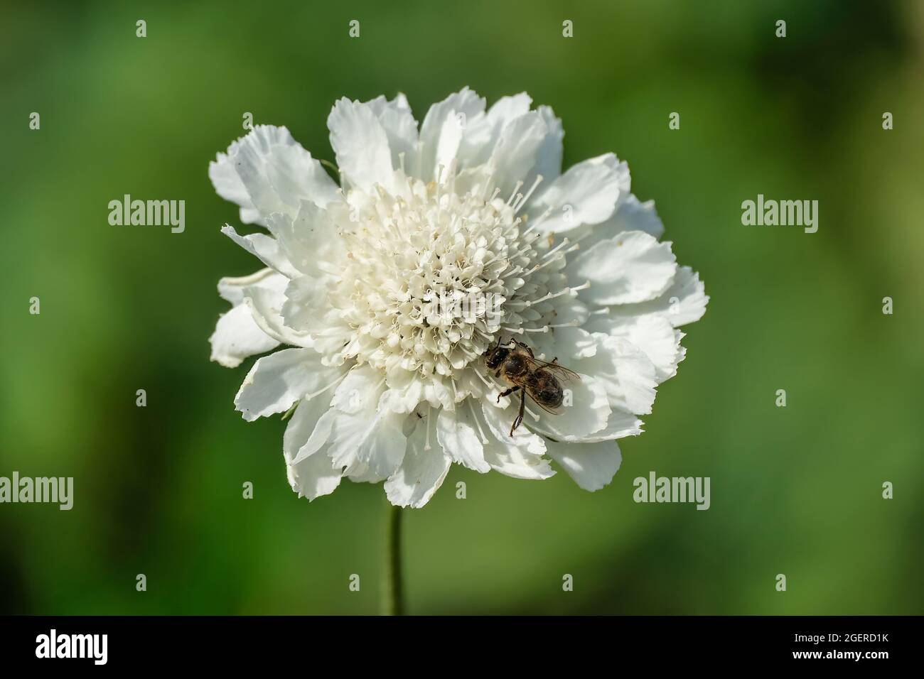 Abeille sur une fleur blanche et vive au soleil sur fond vert Banque D'Images