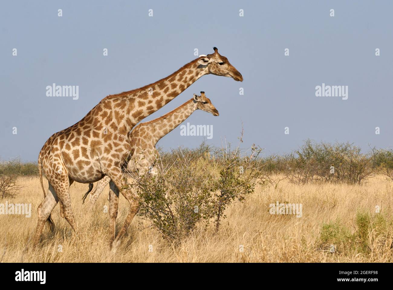 Girafes (Giraffa camelopardalis angolensis) au parc national d'Etosha, Namibie, Afrique. Banque D'Images