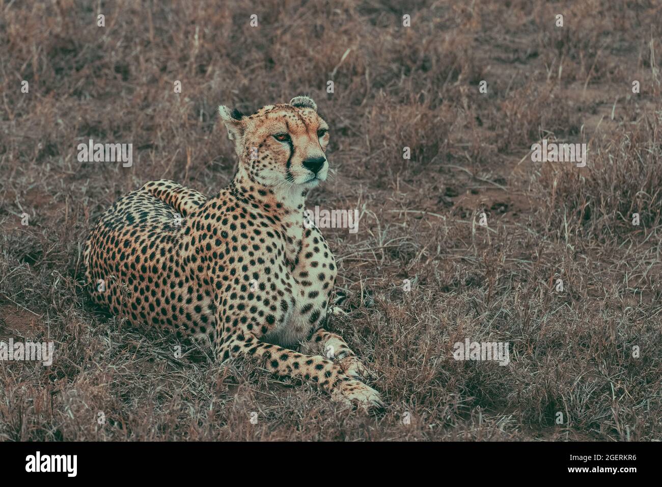 Divine guépard femelle reposant dans l'herbe de savane Banque D'Images