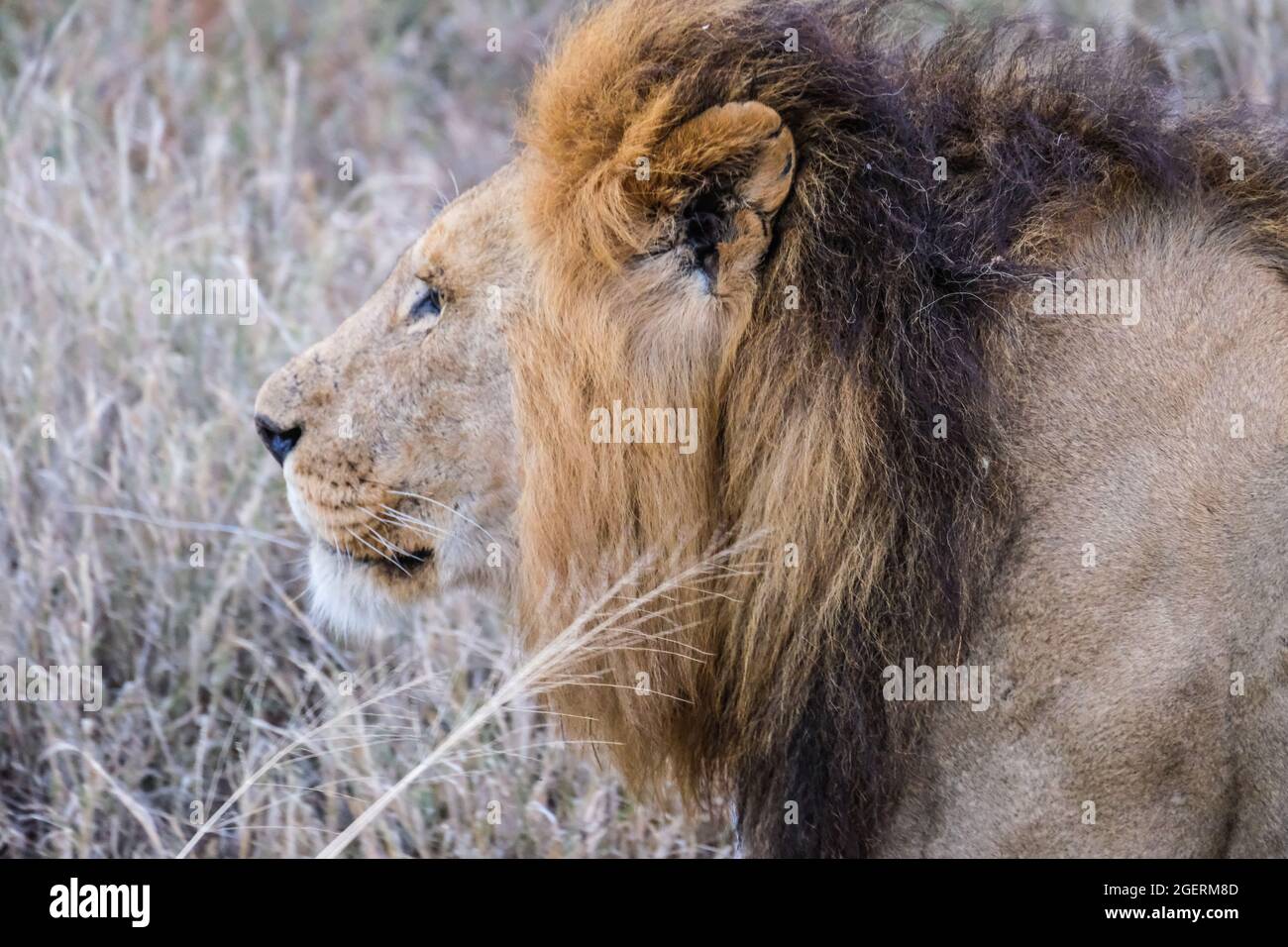 Tête de lion en profil, capture en gros plan dans la savane gras Banque D'Images