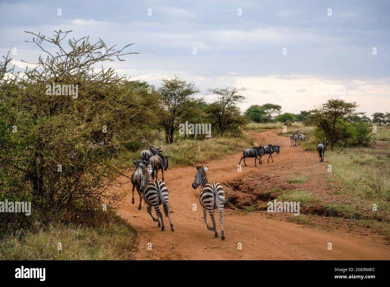 Zèbres et buffles sur une rue de sable rouge en afrique Banque D'Images
