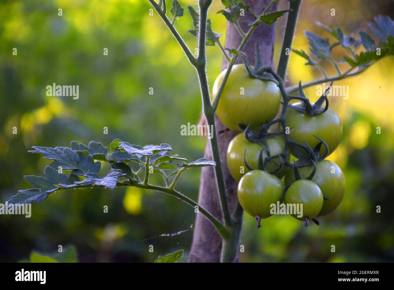 Une plante de tomate poussant avec l'aide de bambou séché avec des tomates crues plantées Banque D'Images