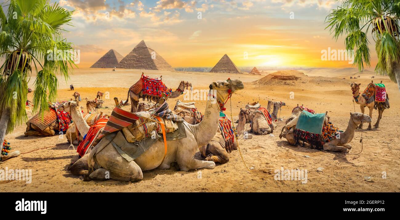 Les chameaux se trouvent près des ruines des pyramides d'Égypte Banque D'Images