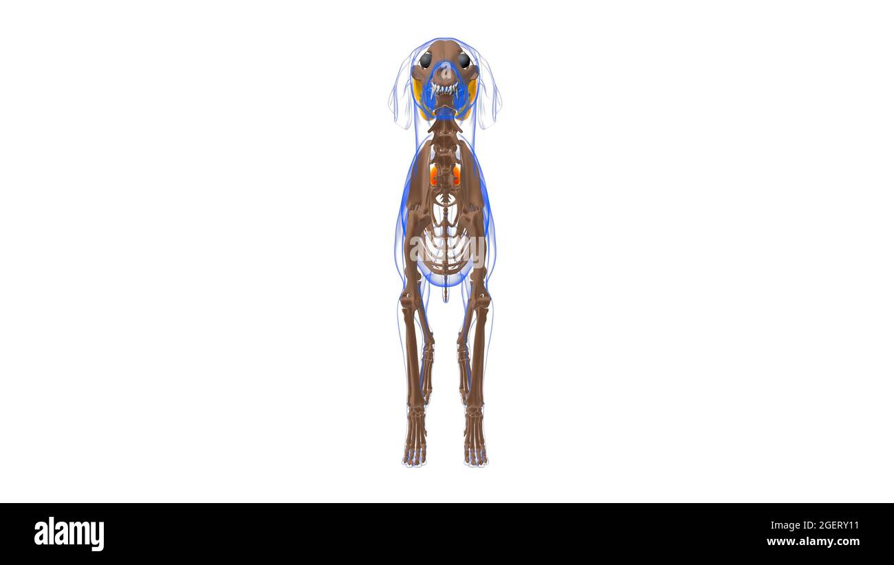 Erector spinae muscle chien Anatomie musculaire pour le concept médical Illustration 3D Banque D'Images