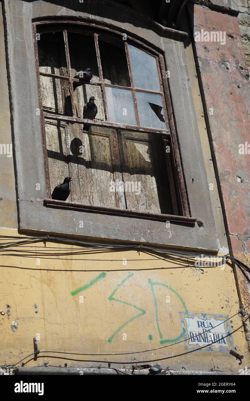 Pigeons debout sur une fenêtre cassée d'un ancien bâtiment à Porto, Portugal Banque D'Images