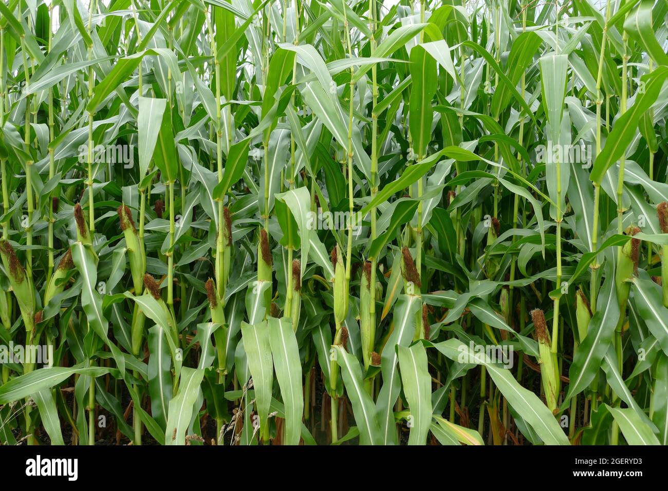 Feuilles de maiz vert frais en août, fin de l'été. . Banque D'Images