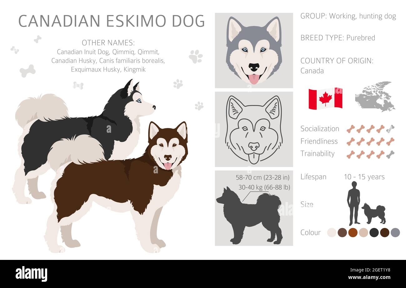 Falaise de chien esquimau canadien. Différentes poses, ensemble de couleurs de pelage. Illustration vectorielle Illustration de Vecteur
