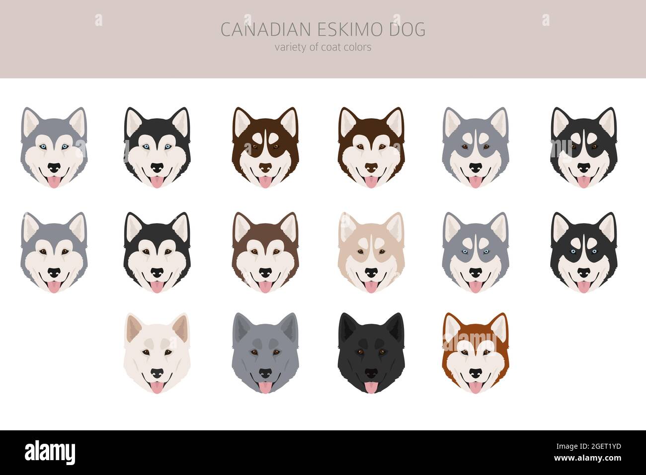 Falaise de chien esquimau canadien. Différentes poses, ensemble de couleurs de pelage. Illustration vectorielle Illustration de Vecteur
