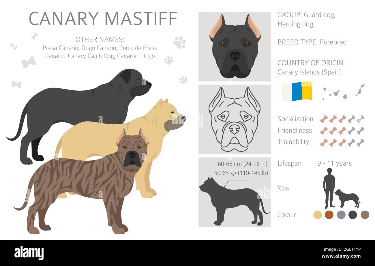 Mastiff canari. Différentes poses, ensemble de couleurs de pelage. Illustration vectorielle Illustration de Vecteur