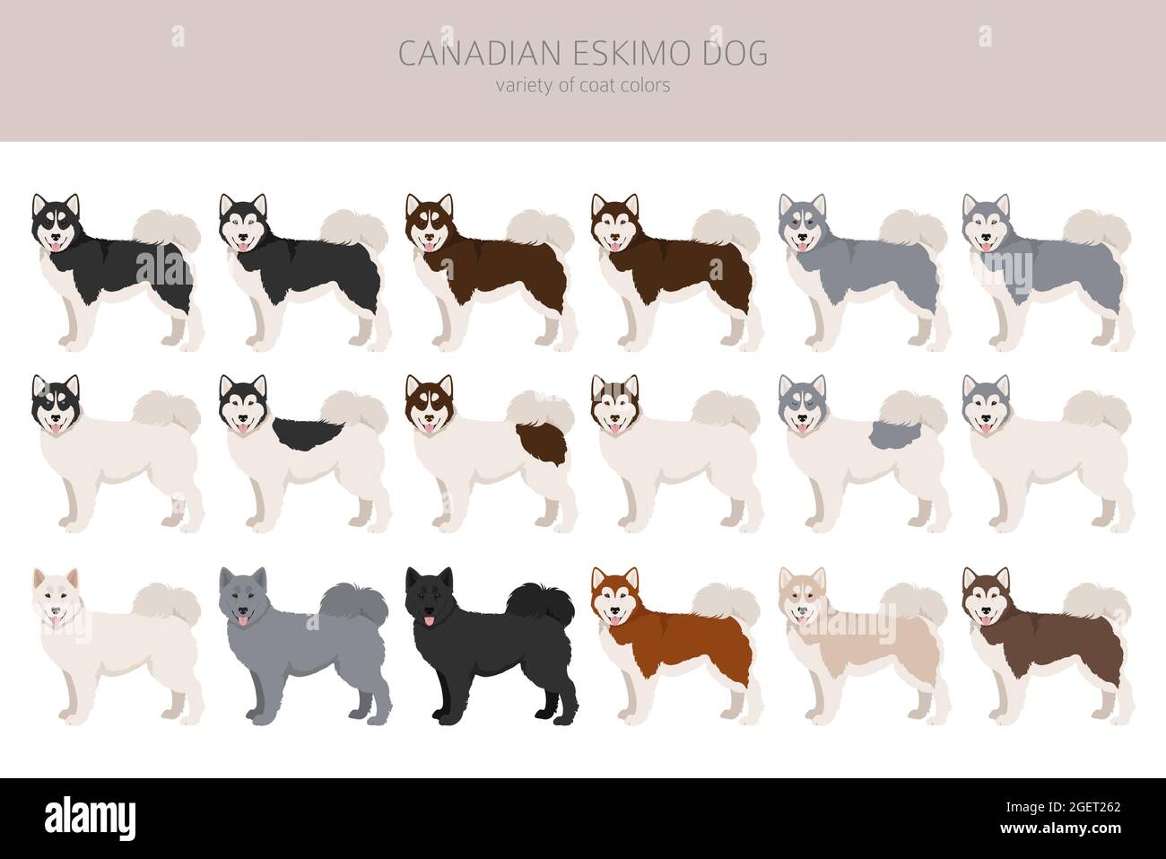 Falaise de chien esquimau canadien. Différentes poses, ensemble de couleurs de pelage. Illustration vectorielle Illustration de Vecteur