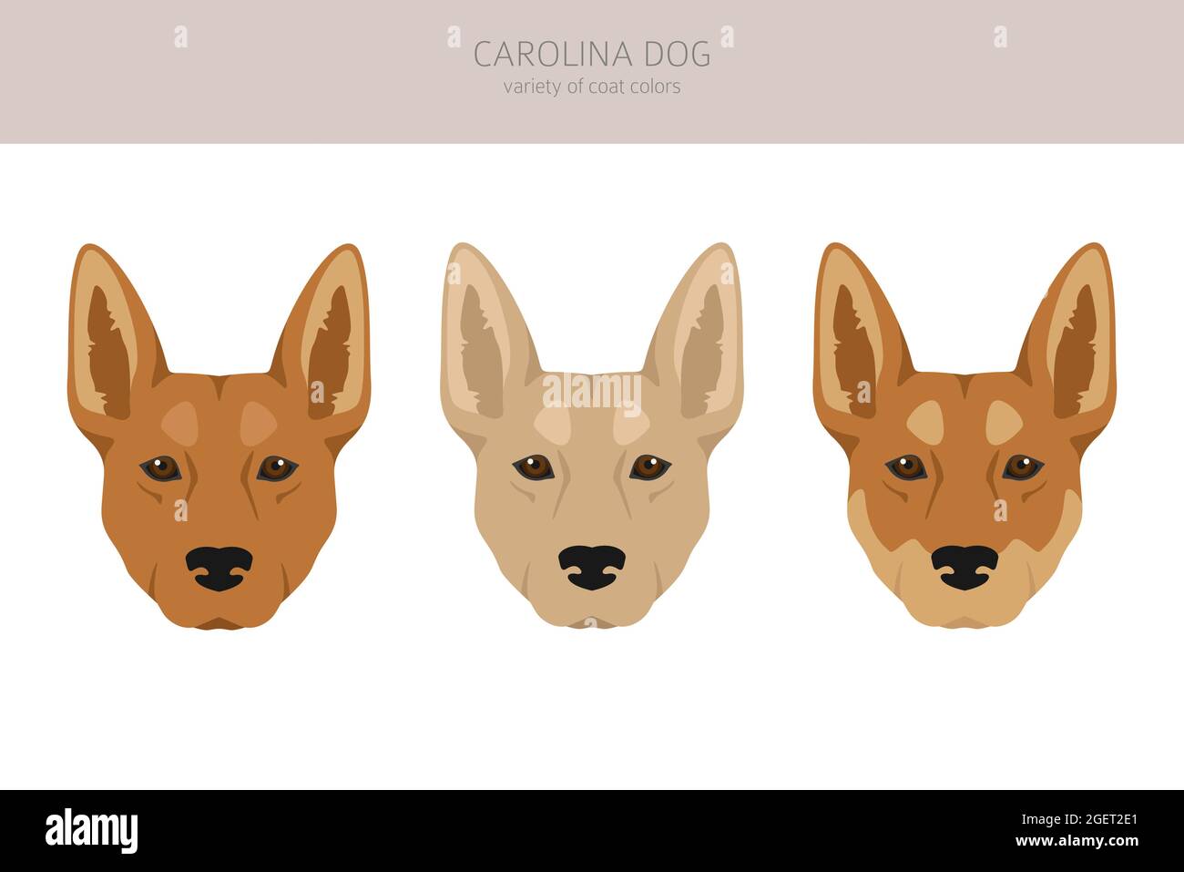 Chien de Caroline clipart. Différentes poses, ensemble de couleurs de pelage. Illustration vectorielle Illustration de Vecteur