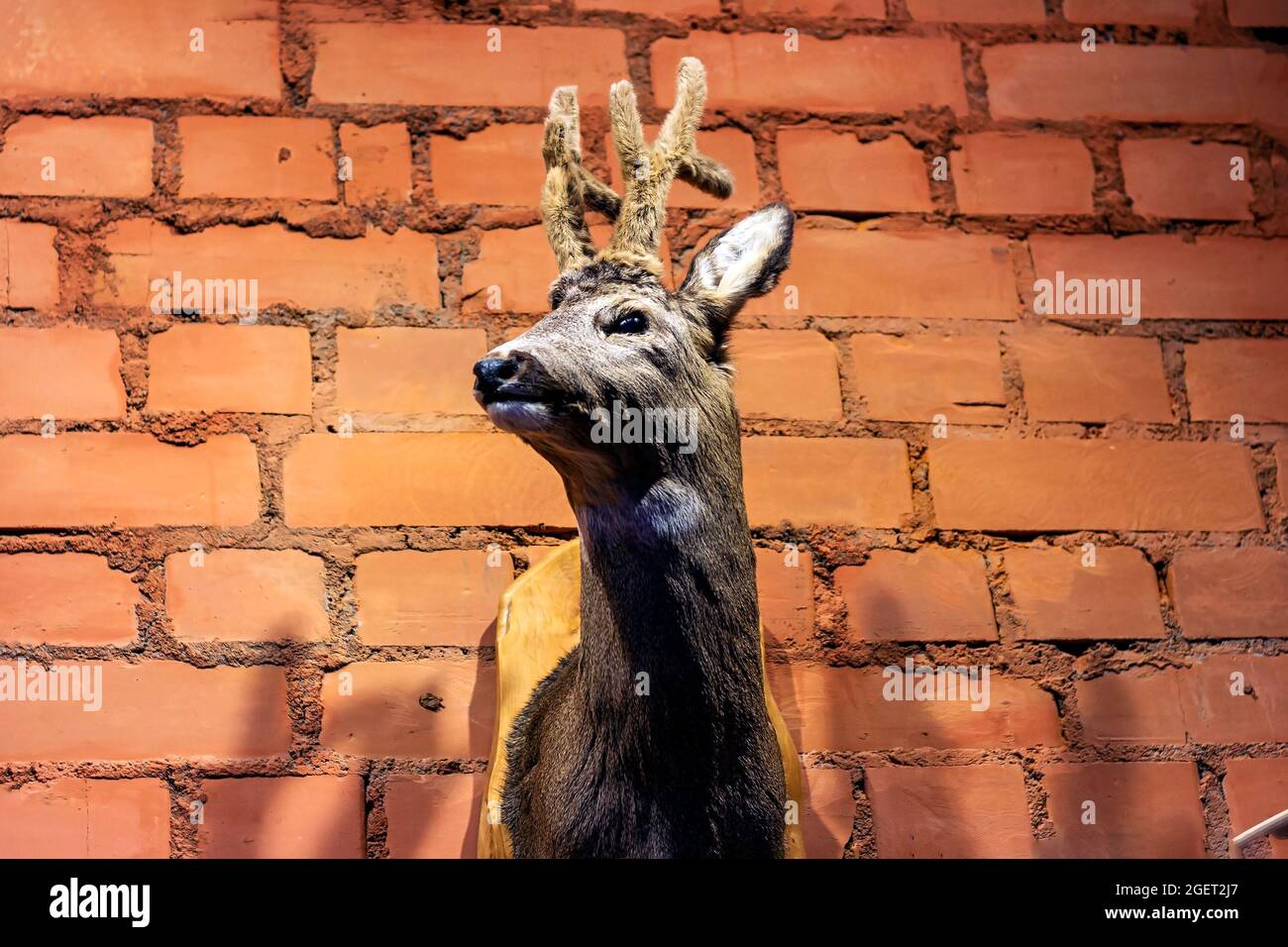 Tête de cerf comme un trophée de chasse sur le fond de mur de brique. Banque D'Images