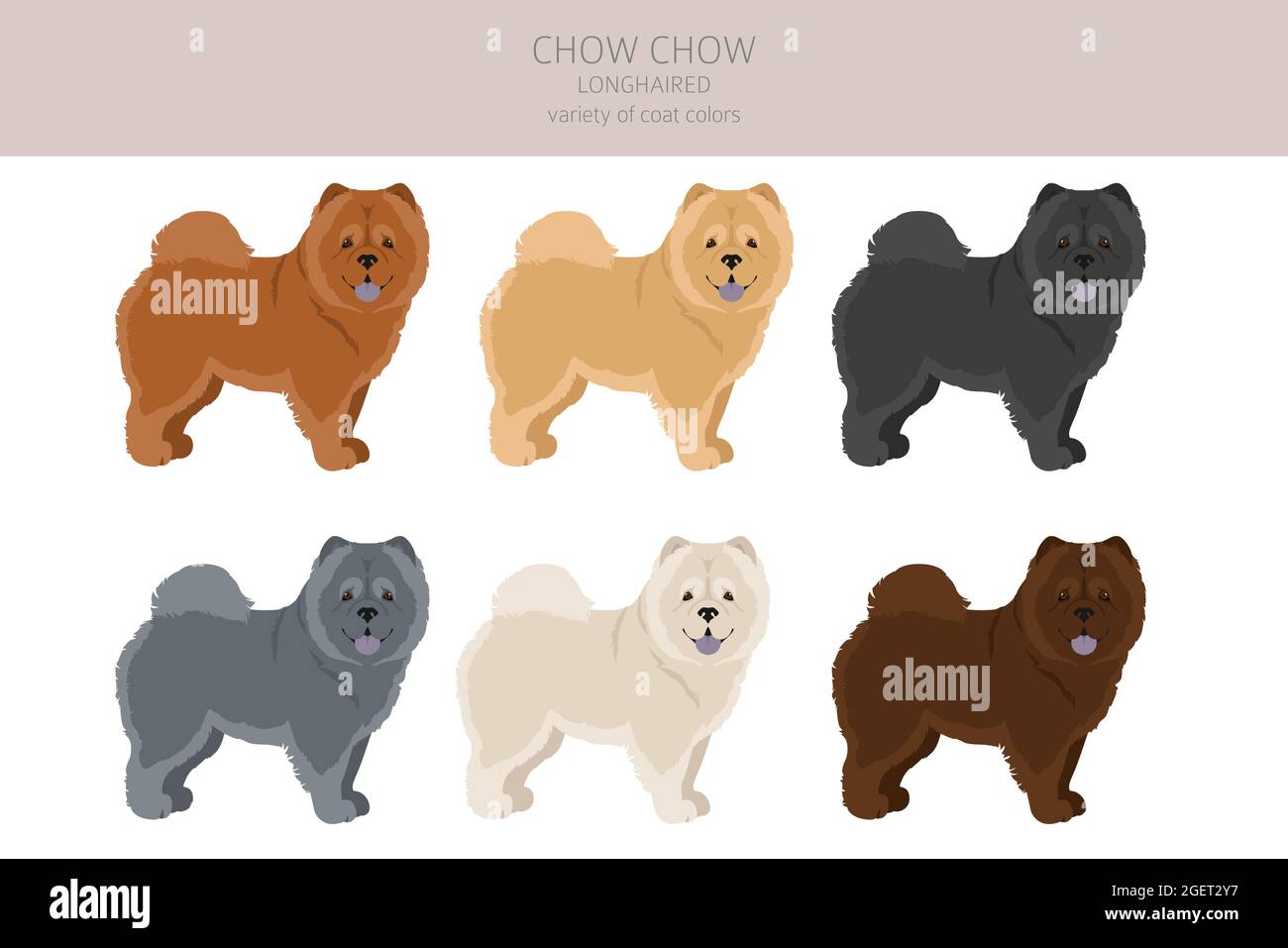 Chow Chow variété à poil long. Différentes poses, ensemble de couleurs de pelage. Illustration vectorielle Illustration de Vecteur