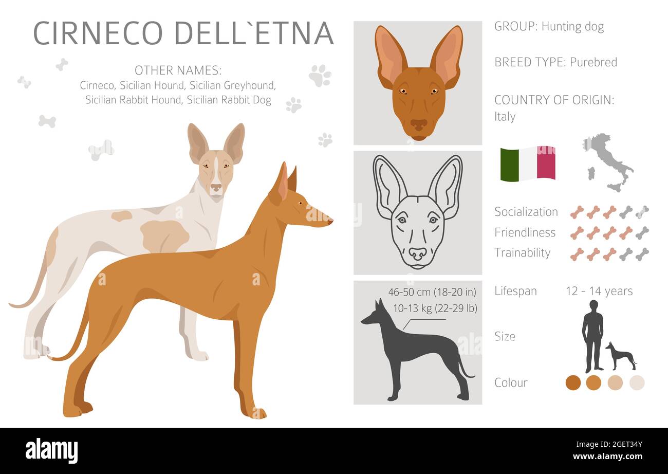 Cirneco del Etna, chien de compagnie sicilien. Différentes poses, ensemble de couleurs de pelage. Illustration vectorielle Illustration de Vecteur