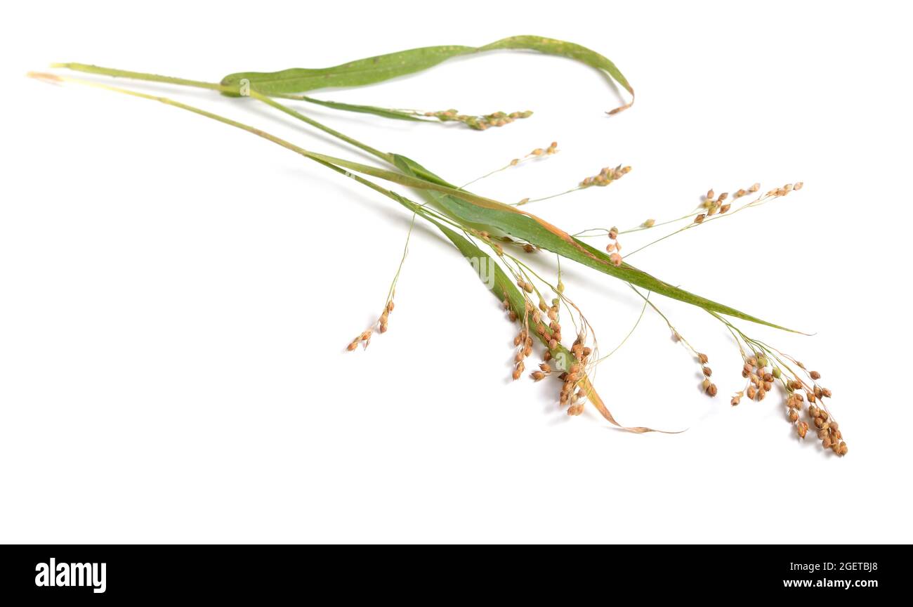 Panicum miliaceum ou millet proso, millet de maïs-grillé, millet de porc, millet de Kashfi, millet rouge, et millet blanc isolé Banque D'Images