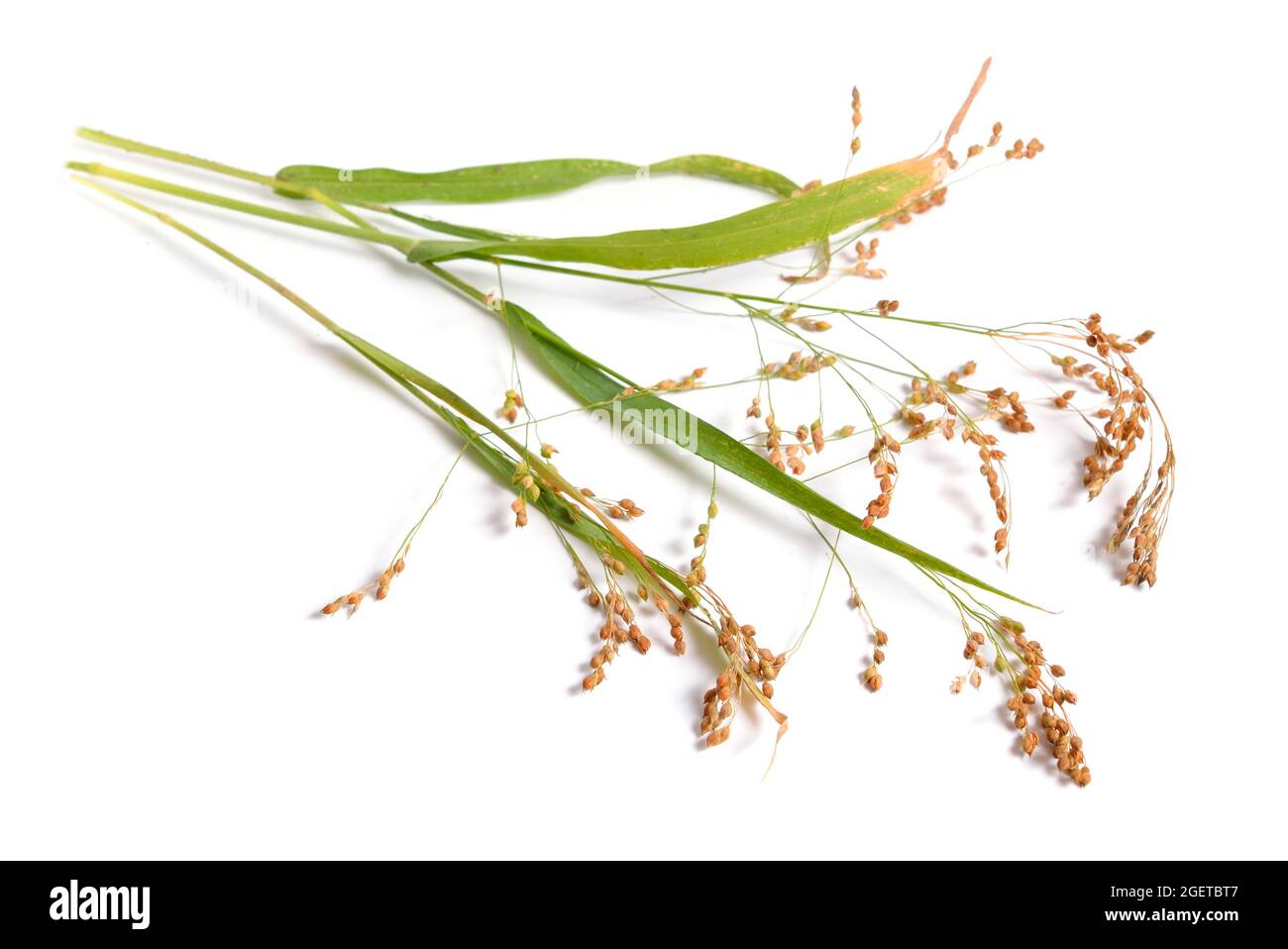 Panicum miliaceum ou millet proso, millet de maïs-grillé, millet de porc, millet de Kashfi, millet rouge, et millet blanc isolé Banque D'Images