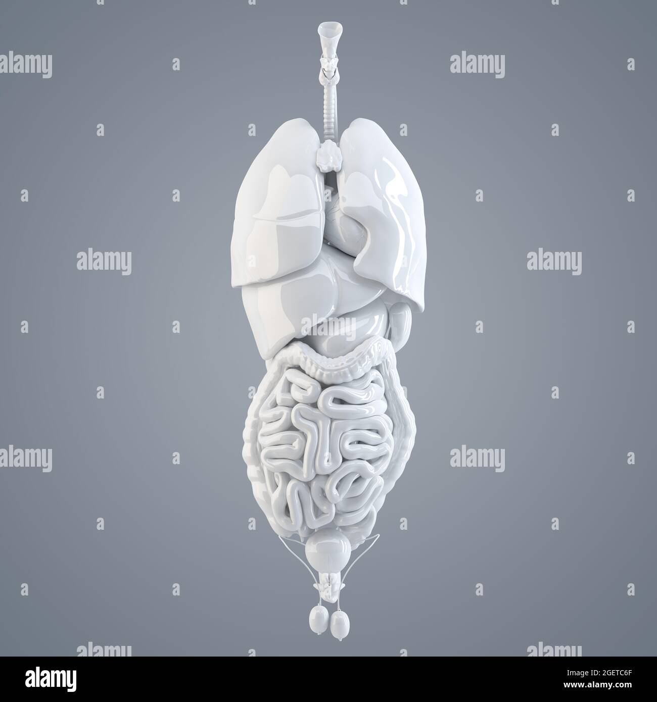 Organes internes humains. Illustration 3D. Isolé Banque D'Images