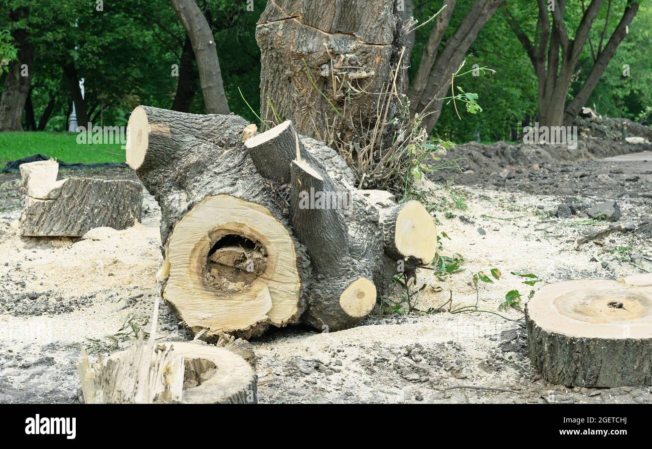 Scié un immense arbre. Déforestation. Coupes d'un arbre. Banque D'Images