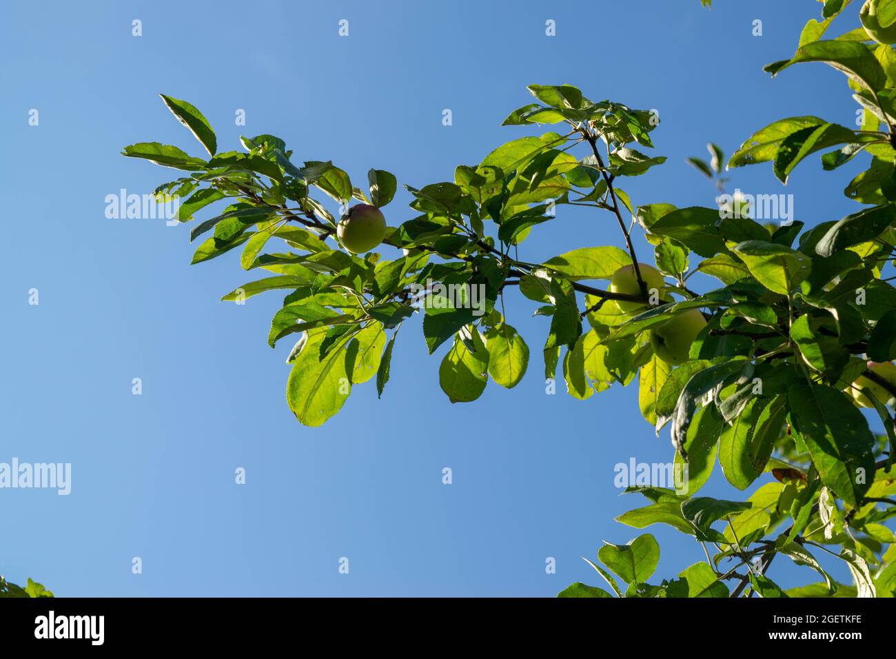 Une pomme verte sur une branche contre un ciel bleu, gros plan, mise au point sélective Banque D'Images