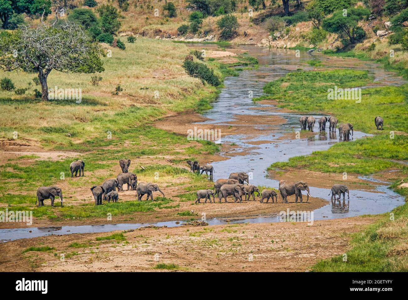 Grand troupeau d'éléphants traversant une rivière dans une immense vallée dans le parc national de serengeti, Tanzanie Banque D'Images